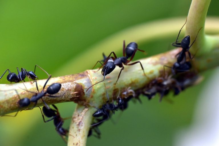 Dlaczego mrówki wchodzą do budynków?
